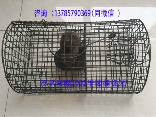 捕捉到老鼠的图片