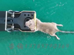 老鼠夹怎么用 老鼠夹捕鼠器 老鼠夹子批发图3