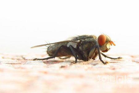 冬天的时候 苍蝇蚊子都去哪儿了？