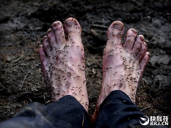 密集慎入！摄影师赤脚吸引数百只蚊子：太恐怖