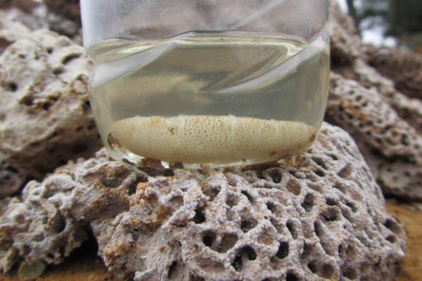 超级震撼！三天挖出巨型白蚁巢穴 活捉30年蚁后(组图)