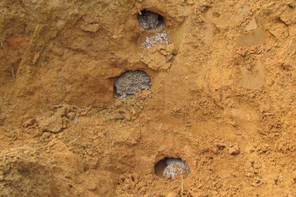 超级震撼！三天挖出巨型白蚁巢穴 活捉30年蚁后(组图)