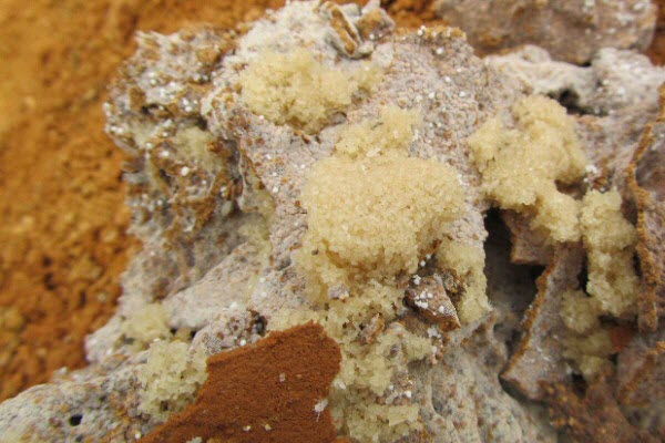 超级震撼！三天挖出巨型白蚁巢穴 活捉30年蚁后(组图)