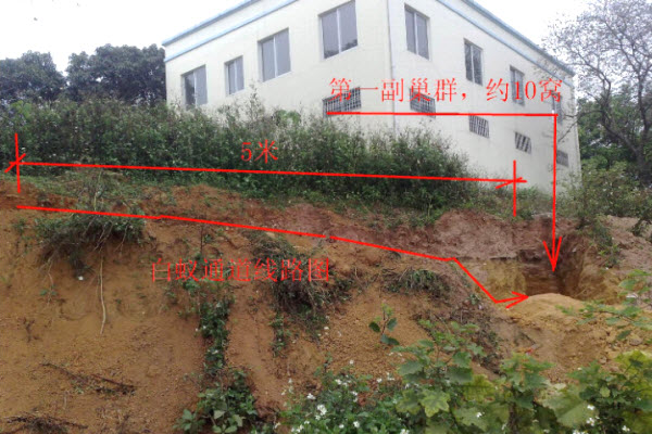 超级震撼！三天挖出巨型白蚁巢穴 活捉30年蚁后(组图)