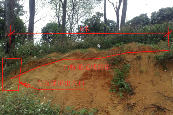 超级震撼！三天挖出巨型白蚁巢穴 活捉30年蚁后(组图)