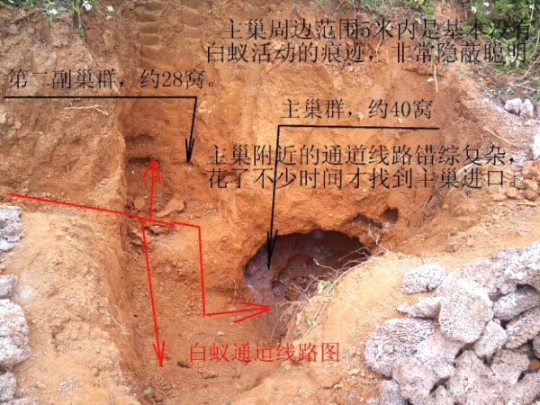 超级震撼！三天挖出巨型白蚁巢穴 活捉30年蚁后(组图)
