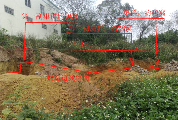 超级震撼！三天挖出巨型白蚁巢穴 活捉30年蚁后(组图)