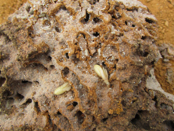 超级震撼！三天挖出巨型白蚁巢穴 活捉30年蚁后(组图)