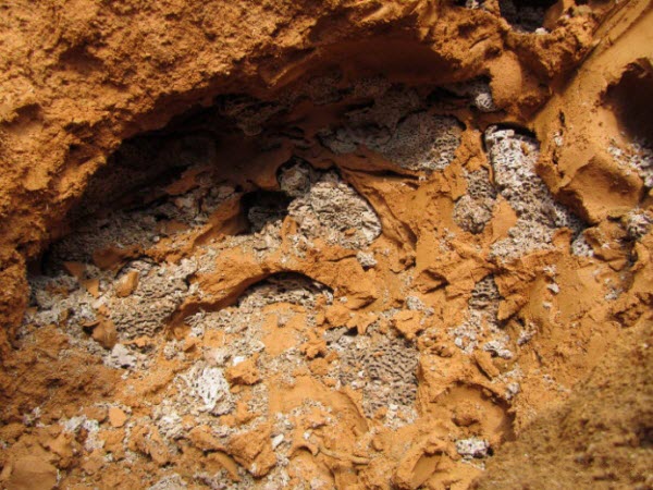 超级震撼！三天挖出巨型白蚁巢穴 活捉30年蚁后(组图)