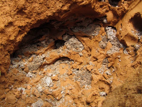 超级震撼！三天挖出巨型白蚁巢穴 活捉30年蚁后(组图)