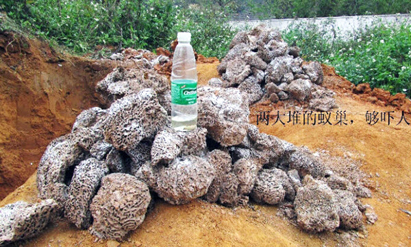 超级震撼！三天挖出巨型白蚁巢穴 活捉30年蚁后(组图)