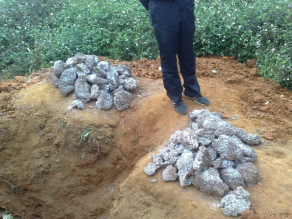 超级震撼！三天挖出巨型白蚁巢穴 活捉30年蚁后(组图)