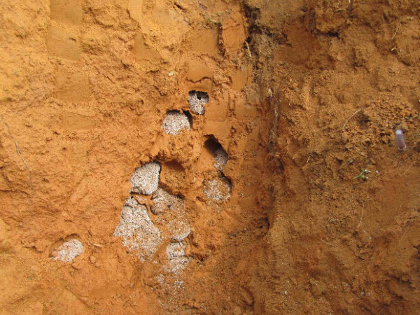 超级震撼！三天挖出巨型白蚁巢穴 活捉30年蚁后(组图)