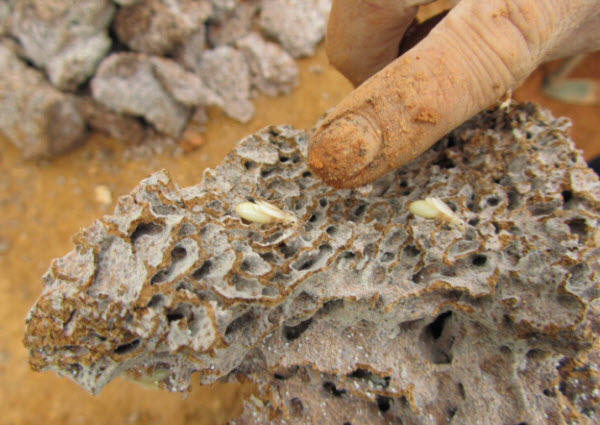 超级震撼！三天挖出巨型白蚁巢穴 活捉30年蚁后(组图)