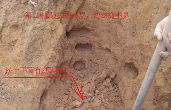 超级震撼！三天挖出巨型白蚁巢穴 活捉30年蚁后(组图)