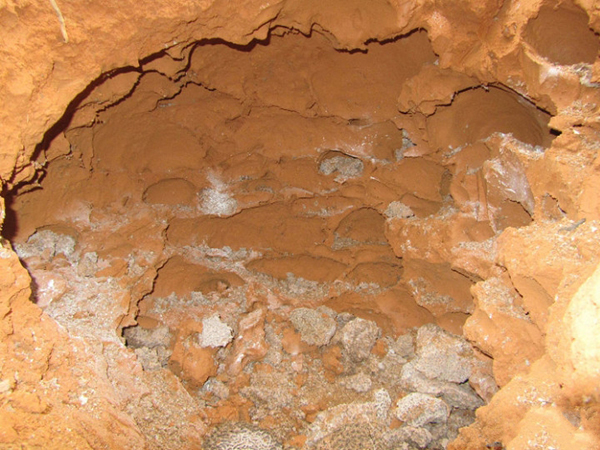 超级震撼！三天挖出巨型白蚁巢穴 活捉30年蚁后(组图)