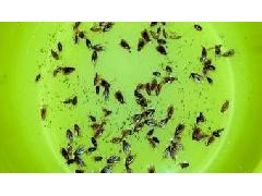 武汉防治蟑螂服务图2