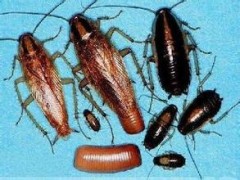 武汉防治蟑螂服务图3