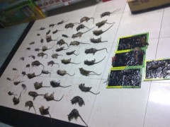 武汉捕鼠服务图1