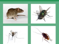武汉捕鼠服务图2