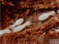 武汉防治白蚁服务图1