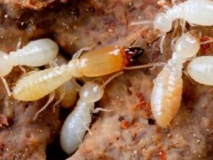 武汉防治白蚁服务图2