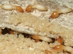 武汉防治白蚁服务图3