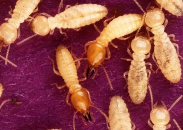 气候变暖 破坏力巨大的超级白蚁“福莫萨白蚁”可能会入侵欧洲