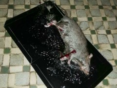 卫华自产自销PCO专用粘鼠板图1