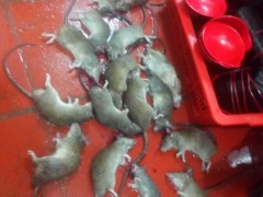 西安销售老鼠药 西安专卖鼠药15332442549图2