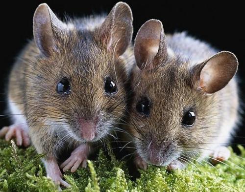 u=2474752029,954981688&fm=27&gp=0