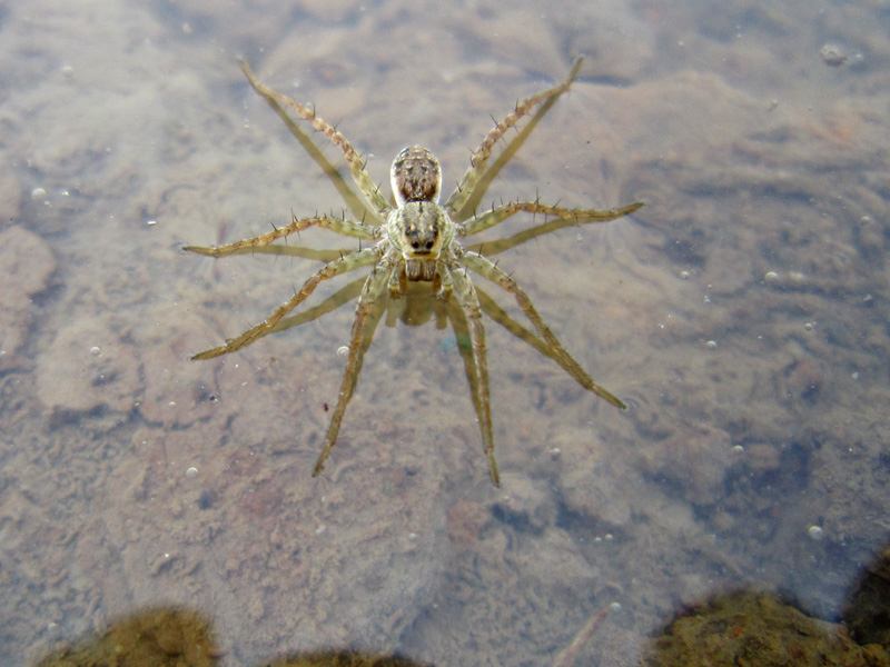 巨型水蜘蛛图片图片